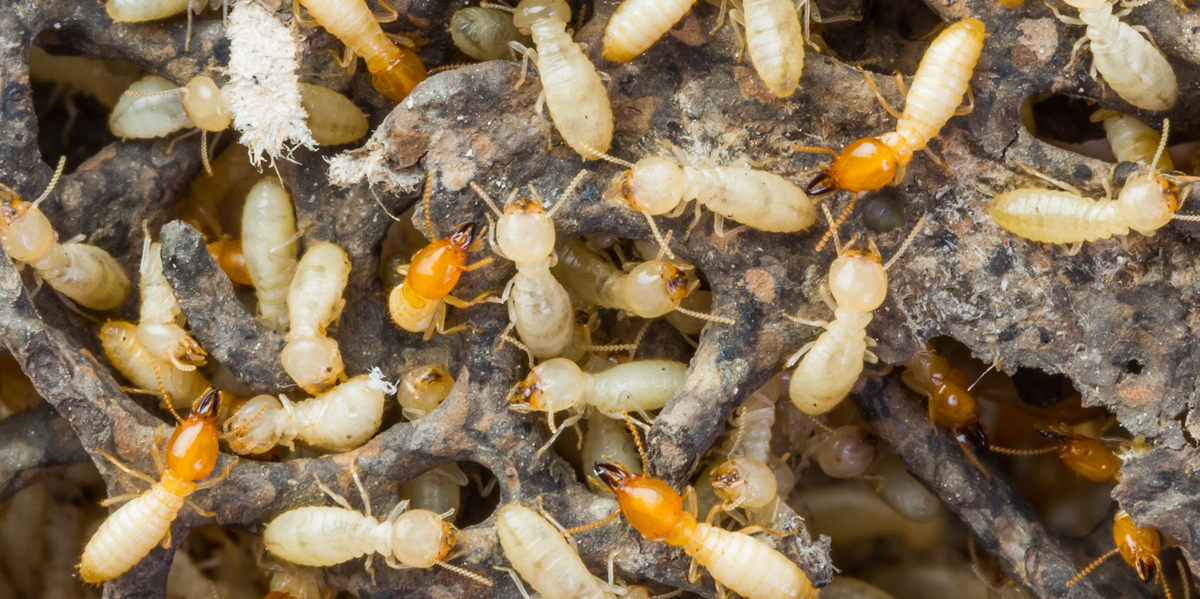 Termite Control In Andheri Andheri Termite Control